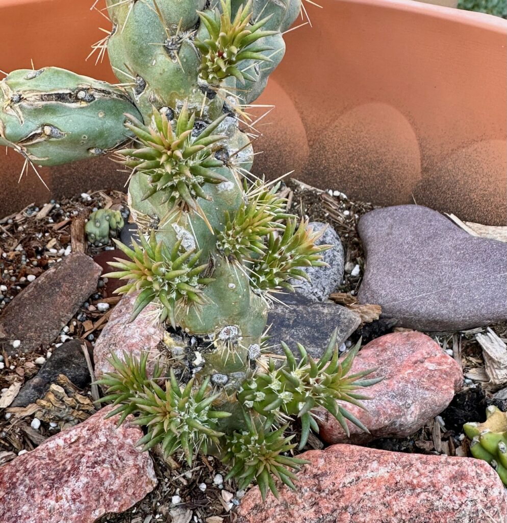 We waited over a year to see any growth on this plant, and then all of a sudden, it just showed up.